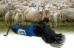 Tosquiadeira Máquina Tosar Carneiro Ovino Ovelha 750w 220v Rotta376